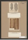 Navicula giebelii A.Schm. (de-Toni-Nr.: Genus 1, Species 274) Zeichnungen Sammlung Grunow Nr. 627 (NHMW-BOT-W0366991)